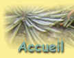 Accueil